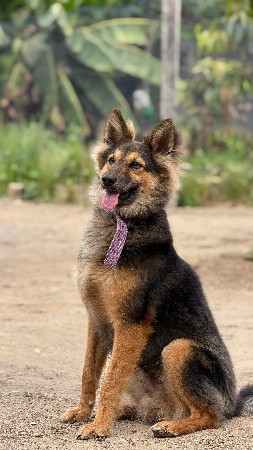 જર્મન શેફર્ડ - ડોગ વેચવાનો છે 🐕‍🦺