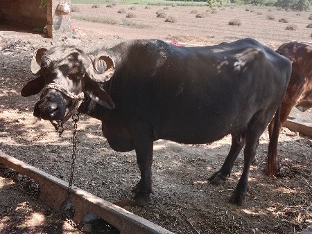 110.     3 જુ વેતર