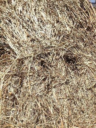 બાજરા નો ચારો દેવાનો છે