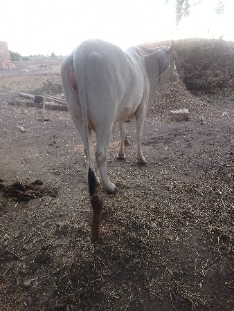 હોડકીવેશવાનીછે