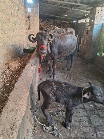 થંબનેલ 4