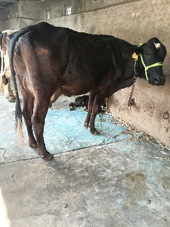 આ ગાય વેચવાની છે