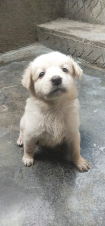 પોમેરિયન પપ્પી વેચવાના છે