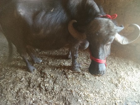 થંબનેલ 2