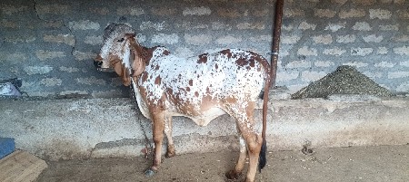 થંબનેલ 3