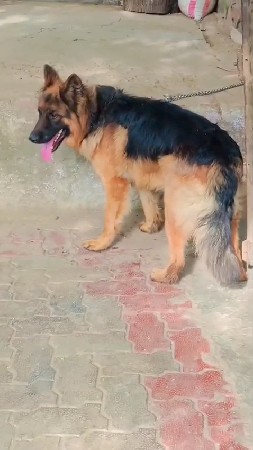 જર્મન મેલ