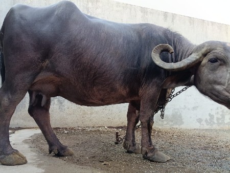 ત્રીજું વેતર 6 લીટર દૂધ