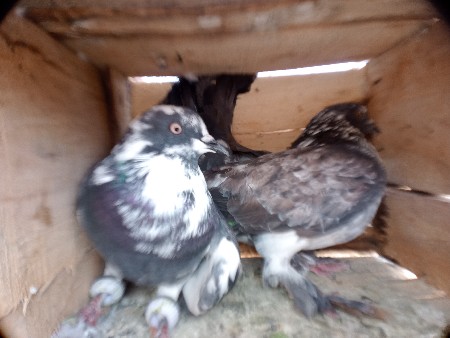 આ જોટો વેચવાનો છે ઇડા બચા ચાલુ છે