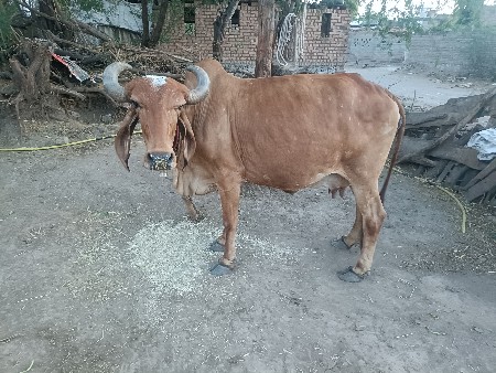 थंबनेल 3