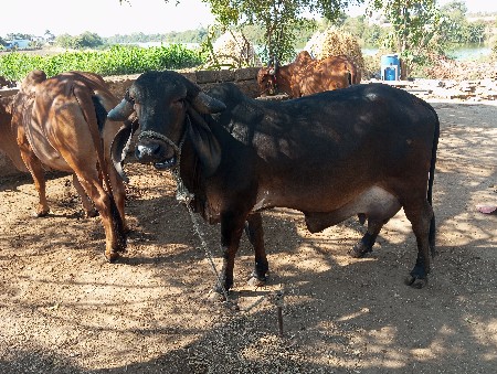 थंबनेल 3