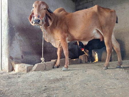 थंबनेल 2