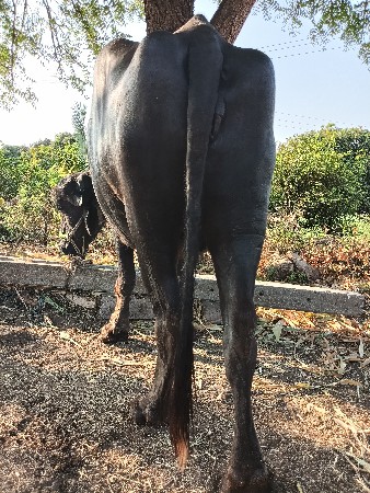 1 વેતર ખડેલી વેસવાની છે