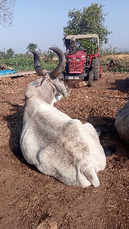 थंबनेल 3