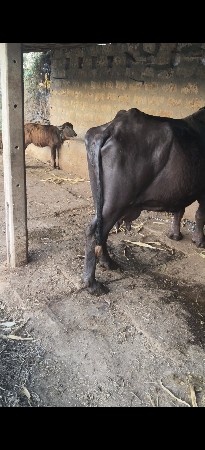 थंबनेल 2