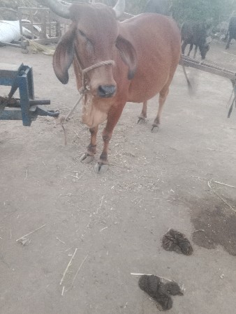 थंबनेल 2