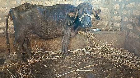 થંબનેલ 3