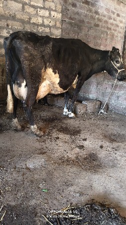 ગાય વેચવાની છે 3 આંચળ છે