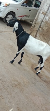 બીજા વેતર ની