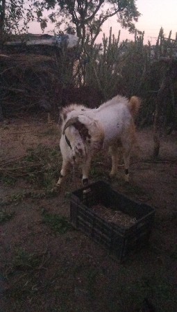 રાજસ્થાની પતિ રો બકરો વેચવાનો છે