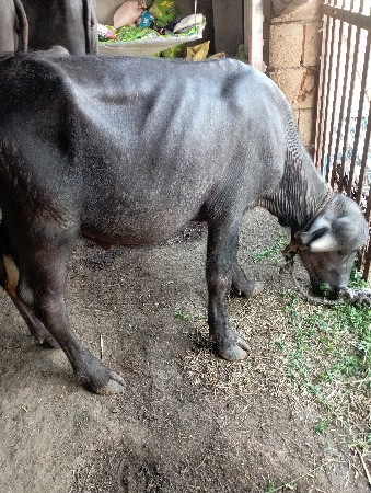 આ જાફરાબાદી પાદો વેચવાનો છે