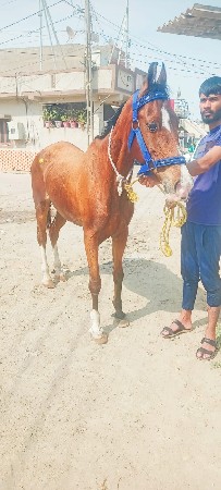 સાટુ કરવા નું છે