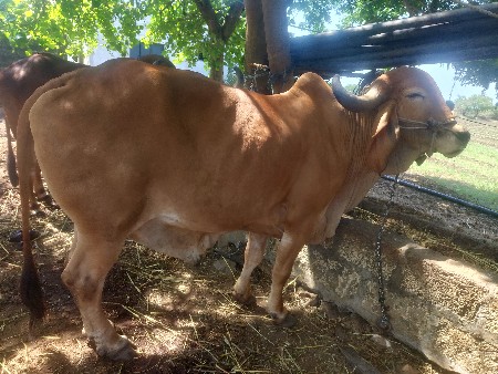 थंबनेल 3