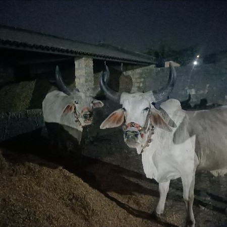 બળદ વેચવા નો સે