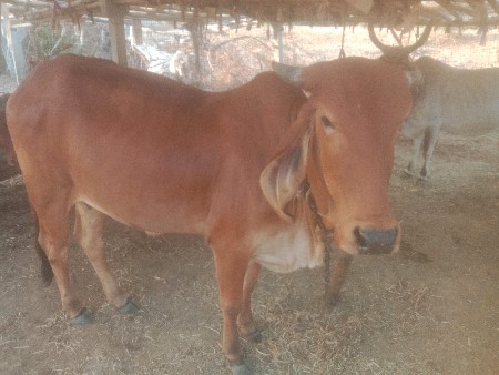 original desi gabhan gir odki