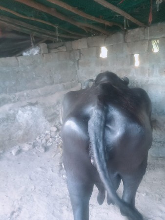 ભેંસ વેચવાની છે