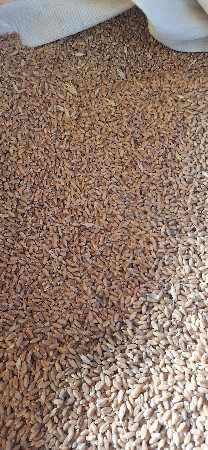 સર્ટી ફાઇટ ઘવ બિયારણ વેસવાનું