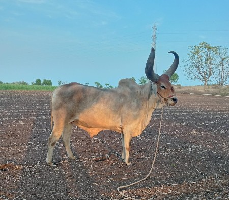 थंबनेल 3