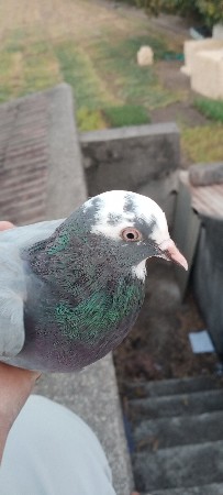 ફુલ ઉડાન માદિ વેચવાનિછે🦅