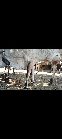 થંબનેલ 3