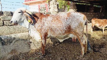 અધબેરુ દેશી ગાય વેચવાની છે...
