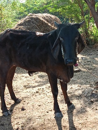 थंबनेल 2