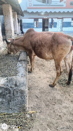 થંબનેલ 3