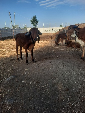 थंबनेल 3