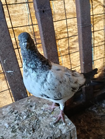 થંબનેલ 2