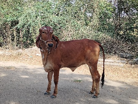 થંબનેલ 2