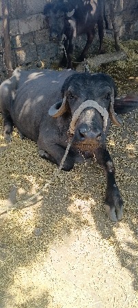 ભેસ વેચવાની છે