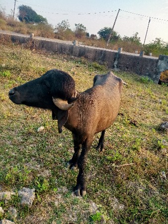 પાડો વેચવાનો છે