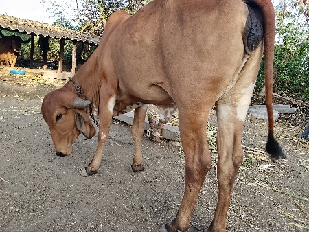 थंबनेल 5