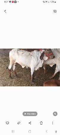 ઓડકી વેચવાની છે