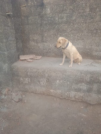 આ લેબ ની ફેમીલી વેચવાની છે