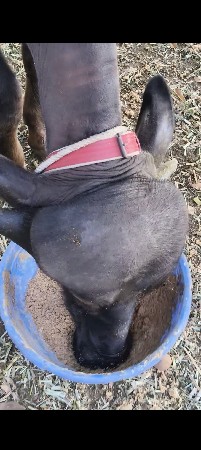 જાફરી પાડી