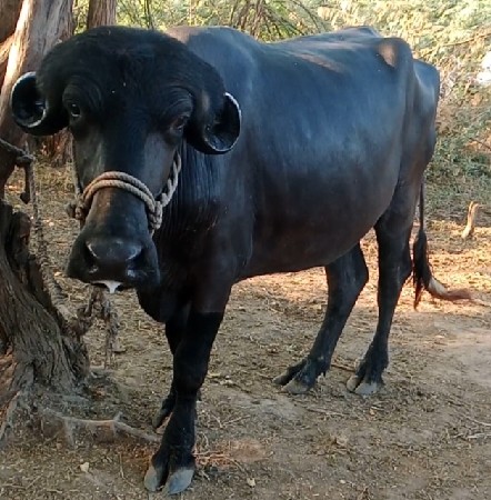 ખડેલી વેચવાની છે