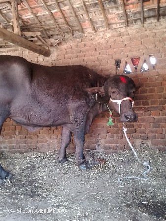 ખડેલી વેચવાની છે