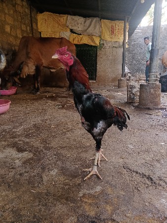 અશ્લીલ ફાઈટર મુરઘો વેચવાનું છે