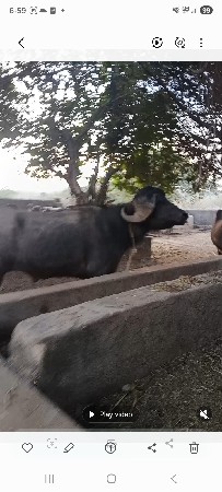 થંબનેલ 3