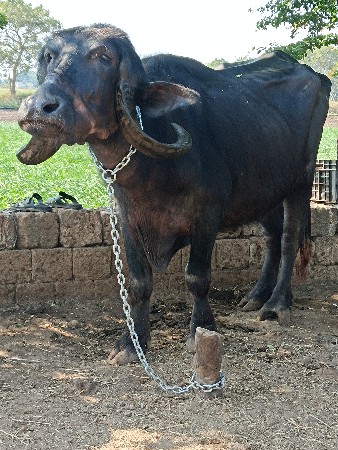 ખડેલી વેચવાની છે